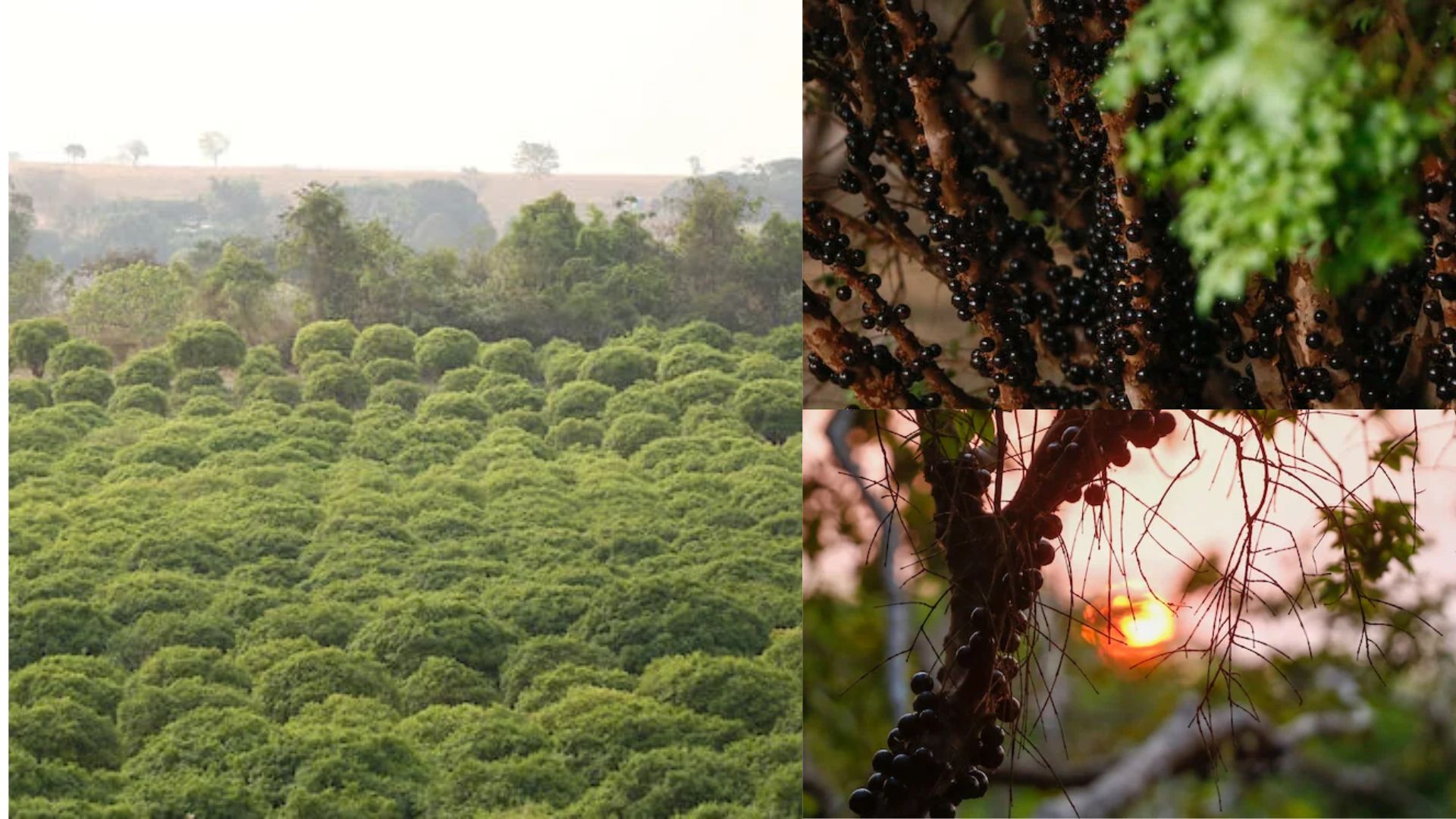 Maior plantação de jabuticabas do mundo tem 42 mil pés e um desafio curioso em Goiás