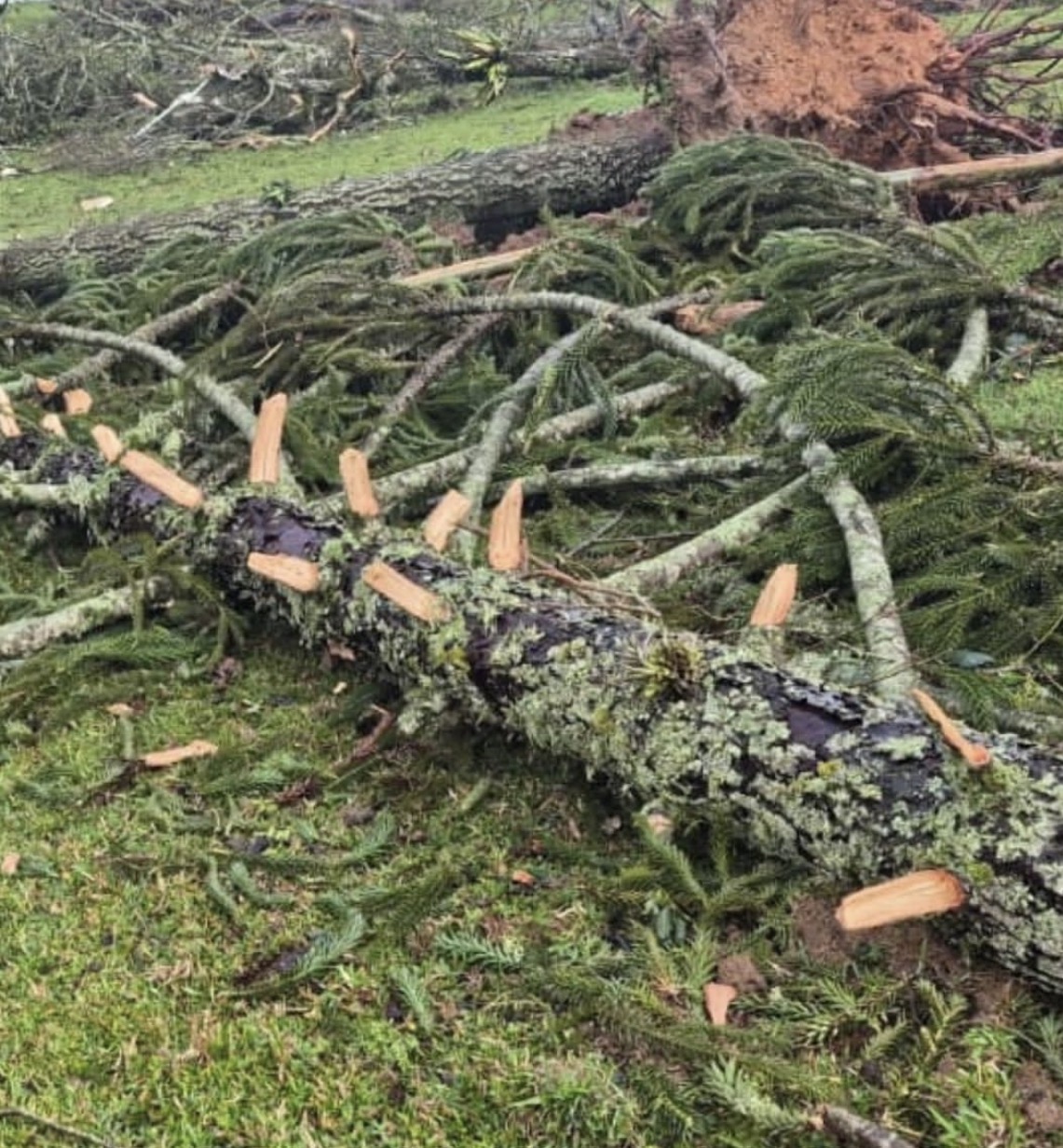 Temporal deixa sete casas destelhadas e derruba árvores em Piraí do Sul