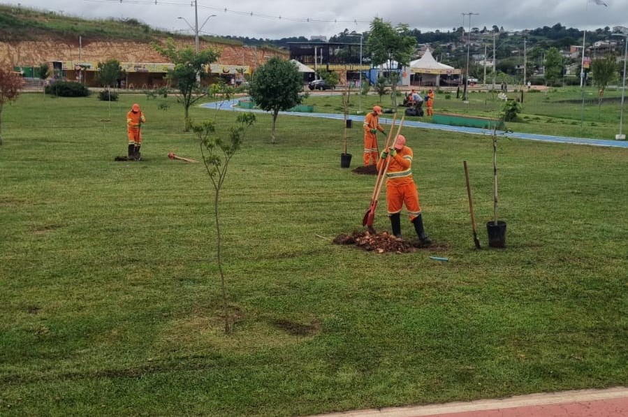 Ponta Grossa ganha mais de 340 novas árvores em poucos dias; veja onde foram plantadas