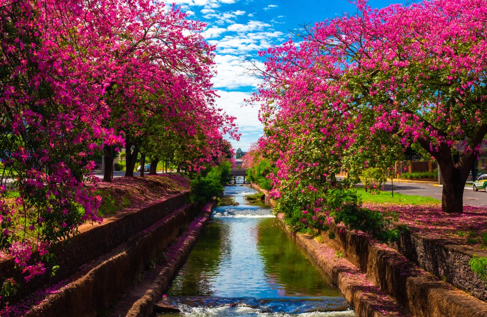 Adeus, inverno: saiba quando começa a primavera em 2026 e o que muda no clima