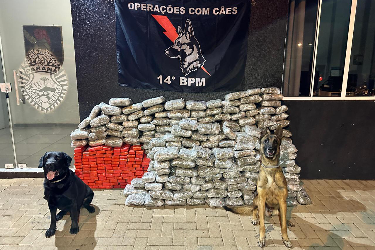 PR: apreensões de maconha aumentam 228% em dez anos na fronteira do Paraná e batem recorde