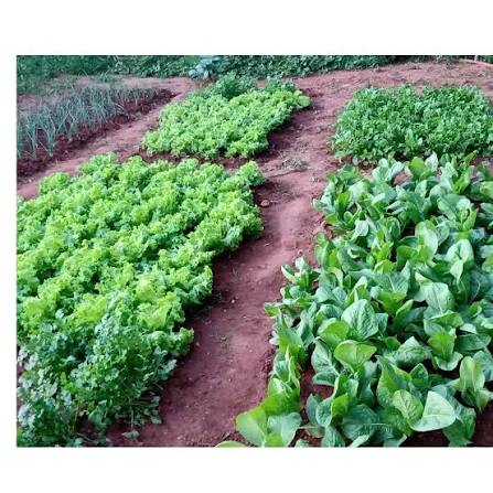 Ponta Grossa abre inscrições para agricultores e entidades com R$ 500 mil destinados à compra de alimentos