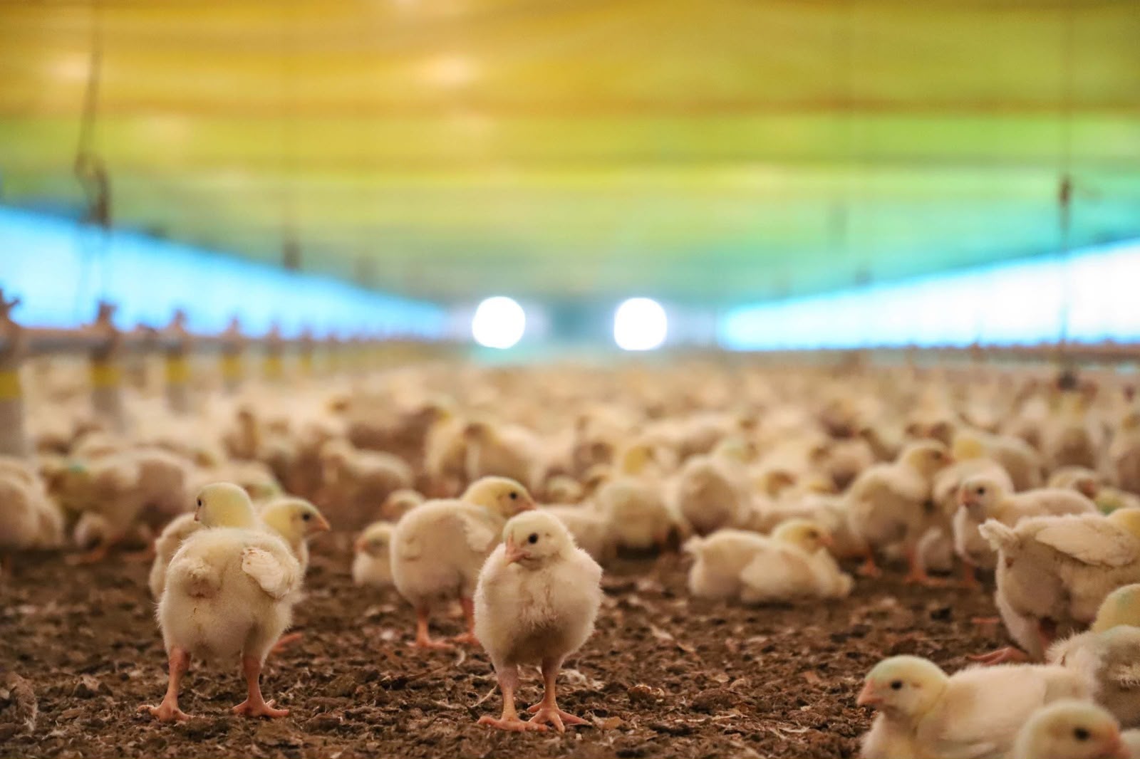 Paraná tem 2º maior valor de produção pecuária do Brasil, com R$ 18,5 bilhões em 2025