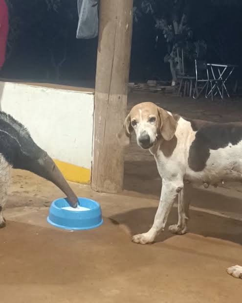 Tamanduá vira visitante de todas as noites e começa a conquistar a internet