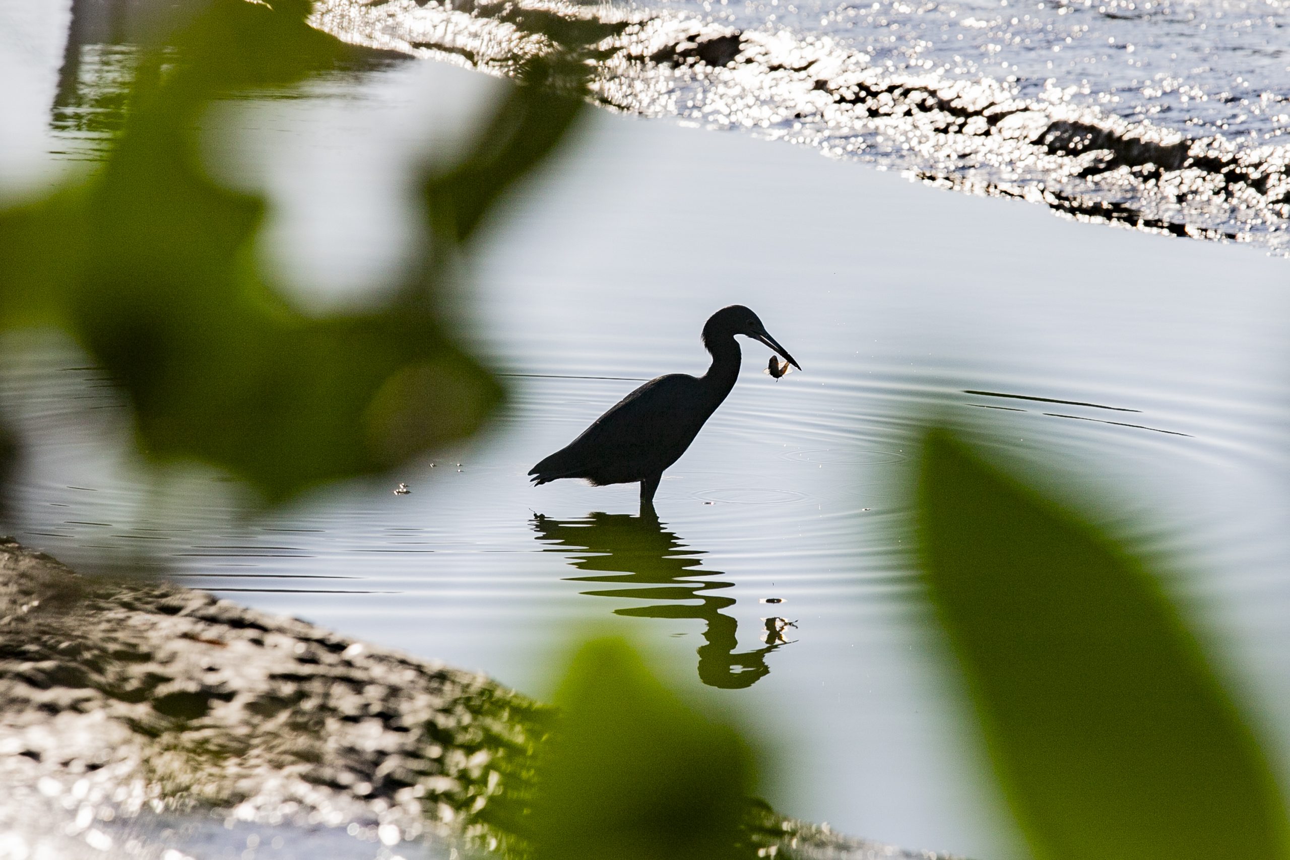 Porto de Paranaguá registra quase 25 mil aves em nove meses; levantamento identificou 149 espécies