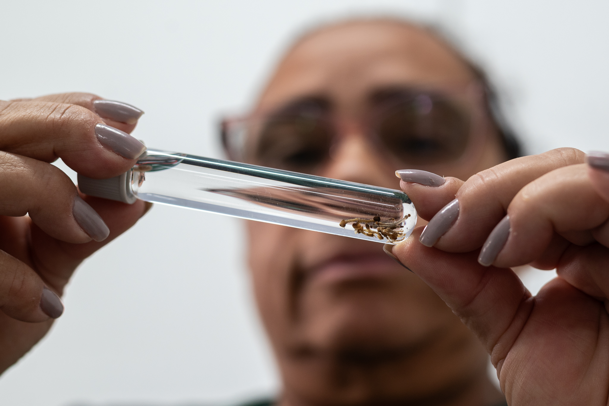 Ponta Grossa começa a soltar mosquitos com bactéria para combater a dengue em 5,3 mil pontos