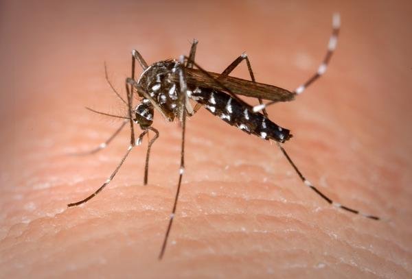 Ponta Grossa solta mosquitos com bactéria para combater a dengue; veja os bairros atendidos